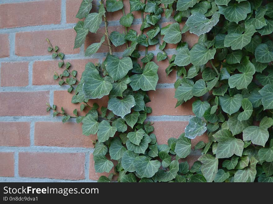 Plant, Leaf, Ivy, Herb