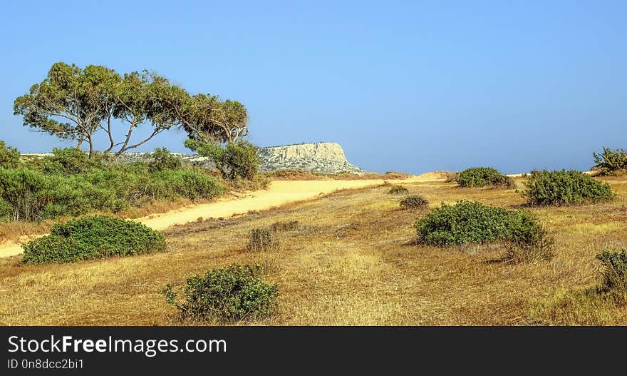 Vegetation, Ecosystem, Shrubland, Savanna