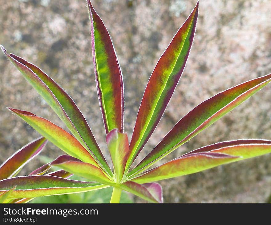 Plant, Leaf, Flora, Plant Stem