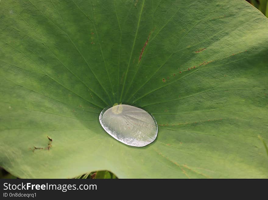 Leaf, Water, Plant, Moisture