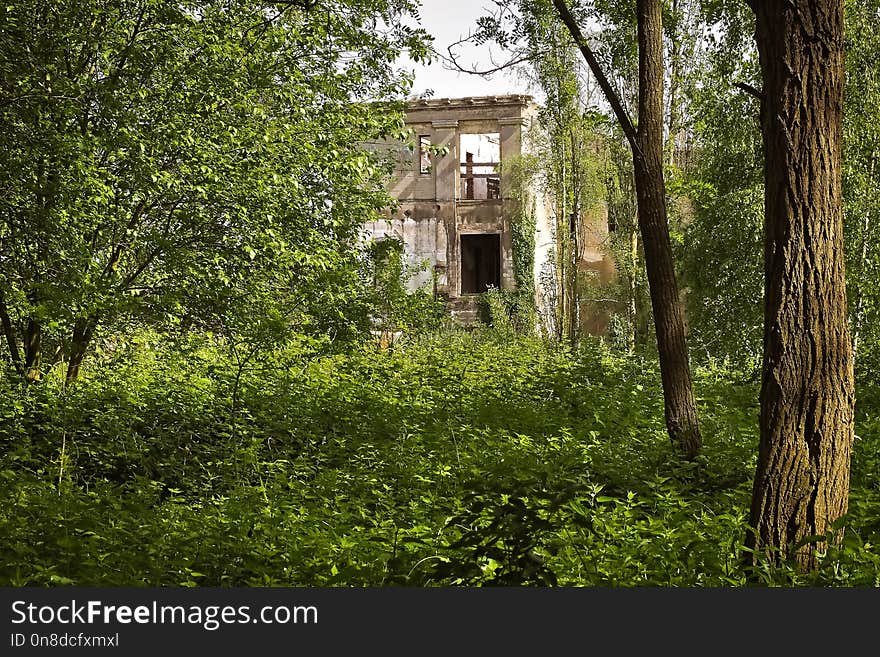 Green, Vegetation, Nature, Tree