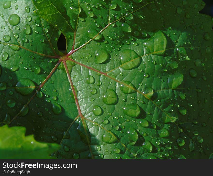 Water, Green, Leaf, Dew