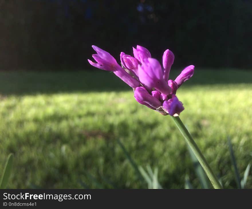 Flower, Plant, Flora, Purple