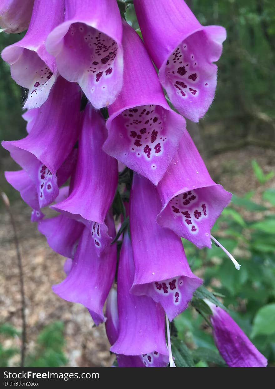 Flower, Plant, Digitalis, Purple