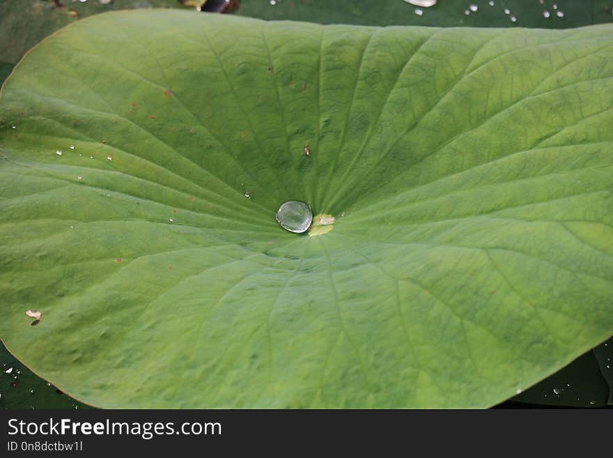 Leaf, Green, Plant, Water