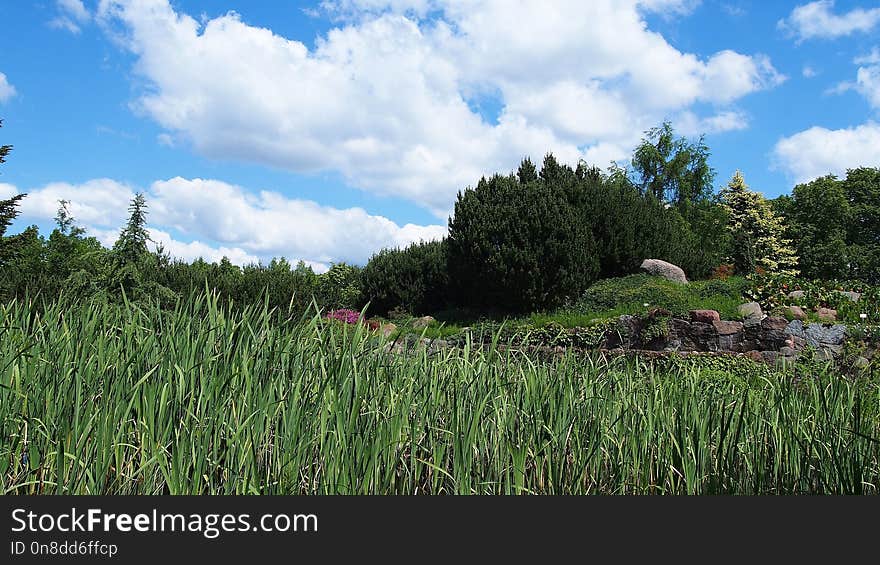 Vegetation, Ecosystem, Sky, Grass