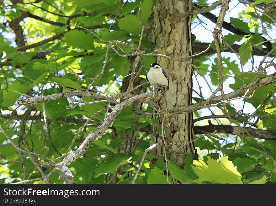 Bird, Fauna, Branch, Tree