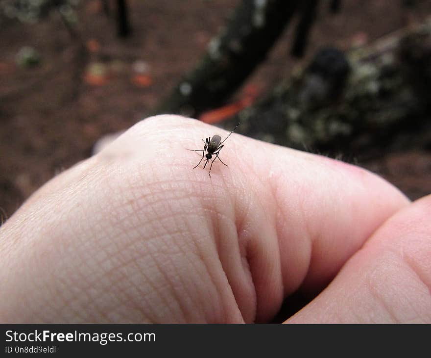 Fauna, Invertebrate, Insect, Finger