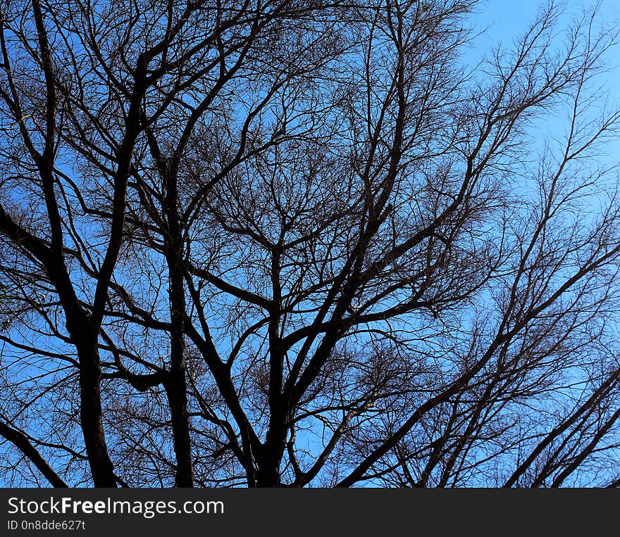 Sky, Branch, Tree, Woody Plant