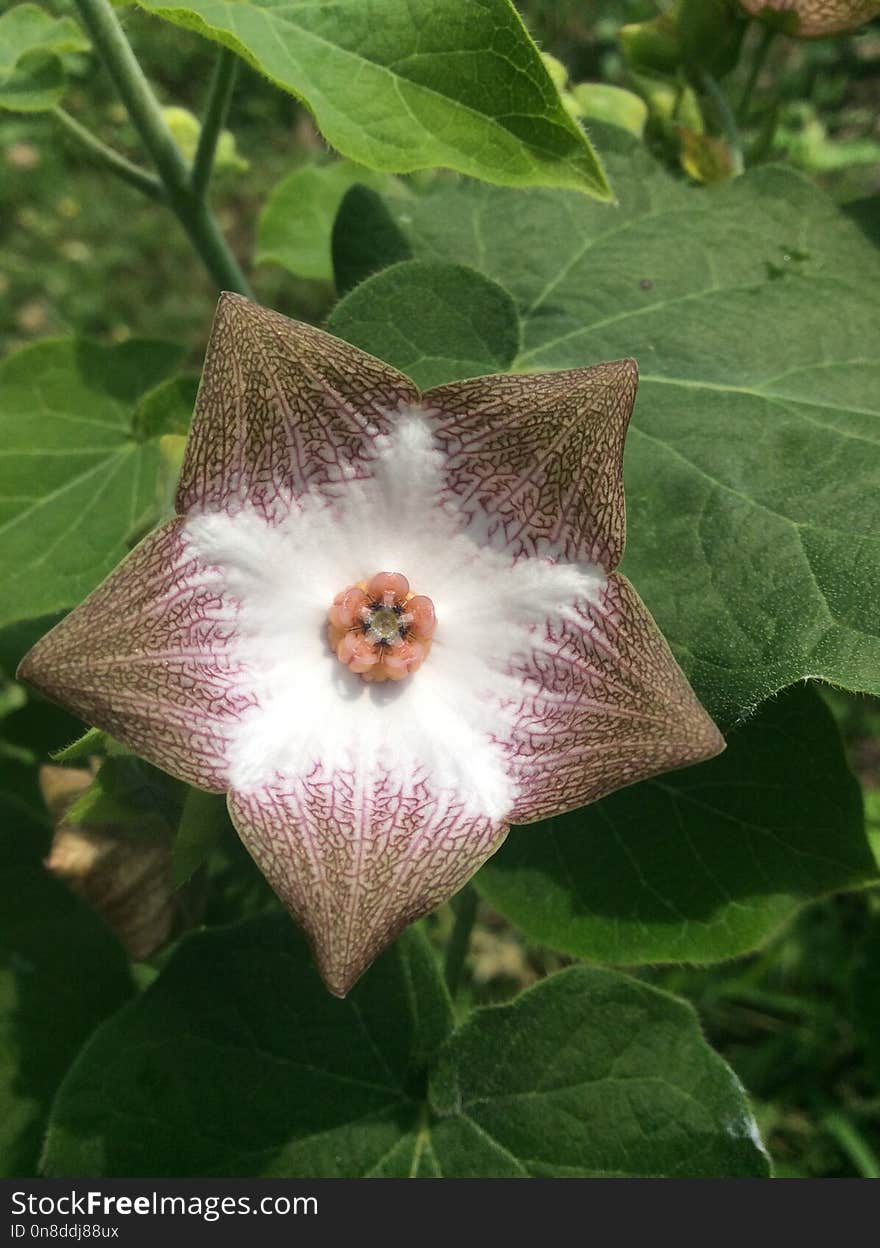 Flora, Plant, Flower, Leaf