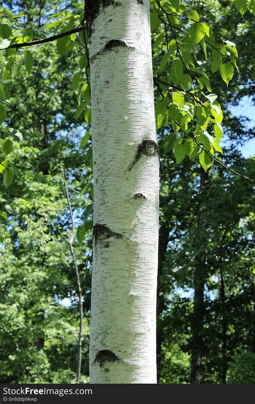 Tree, Woody Plant, Trunk, Deciduous