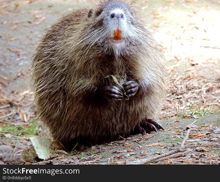 Mammal, Fauna, Beaver, Muskrat