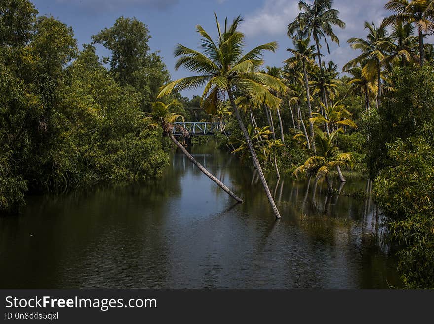 Waterway, Reflection, Vegetation, Water