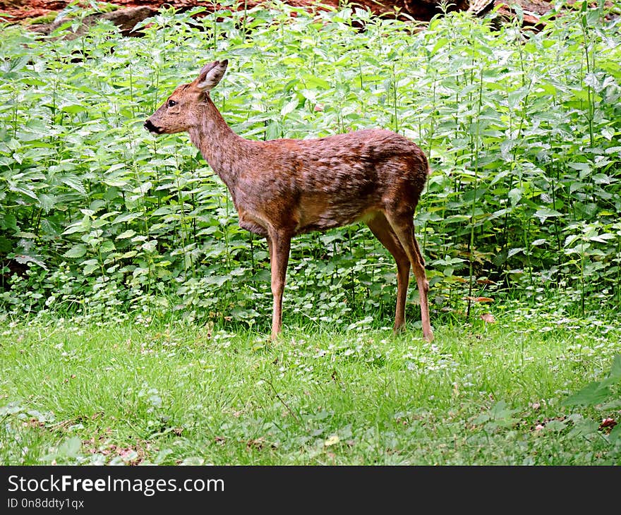 Wildlife, Deer, Fauna, Mammal