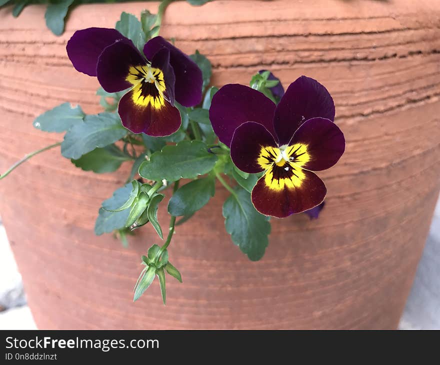 Flower, Flowering Plant, Plant, Purple