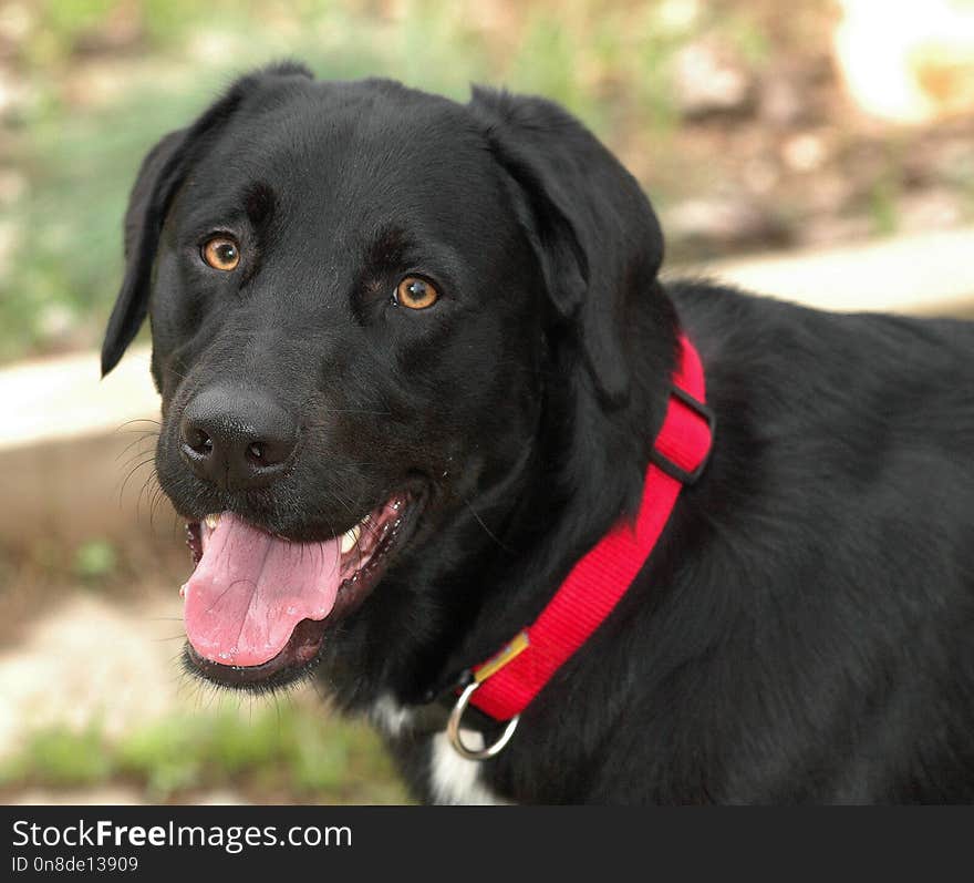 Dog, Dog Like Mammal, Labrador Retriever, Dog Breed