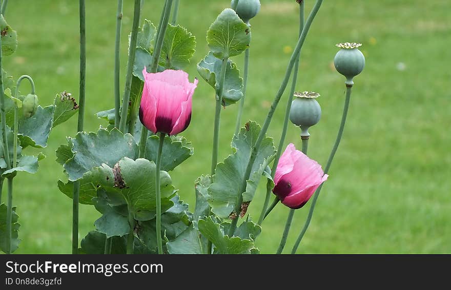 Flower, Plant, Poppy, Wildflower