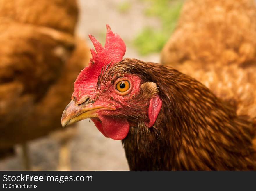 Chicken, Beak, Galliformes, Rooster