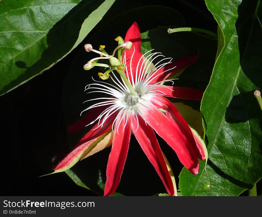 Flower, Plant, Passion Flower Family, Flora