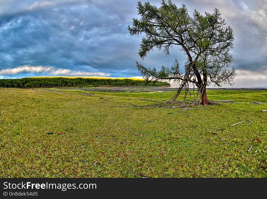 Grassland, Sky, Cloud, Tree