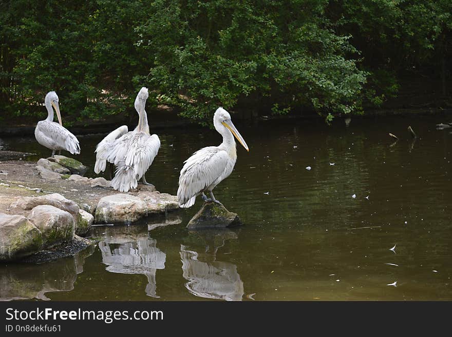 Bird, Pelican, Water, Fauna