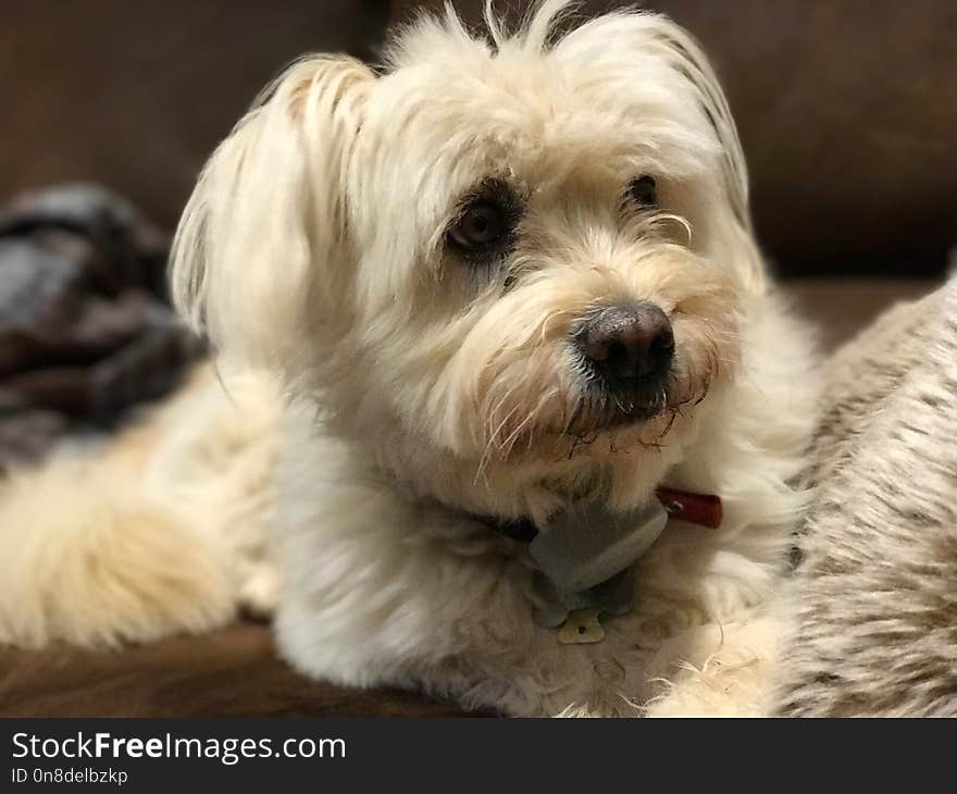 Dog, Dog Breed, Dog Like Mammal, Maltese