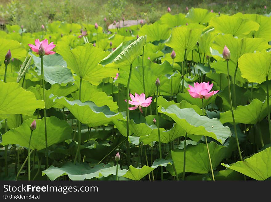 Flower, Plant, Lotus, Sacred Lotus