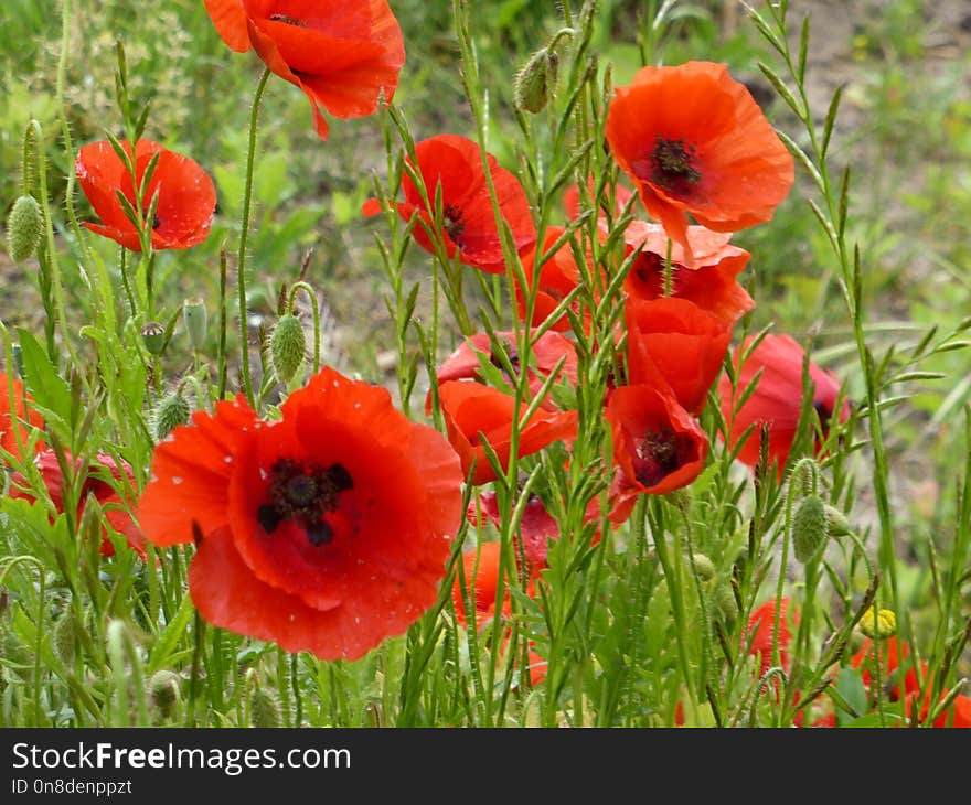 Flower, Coquelicot, Poppy, Wildflower