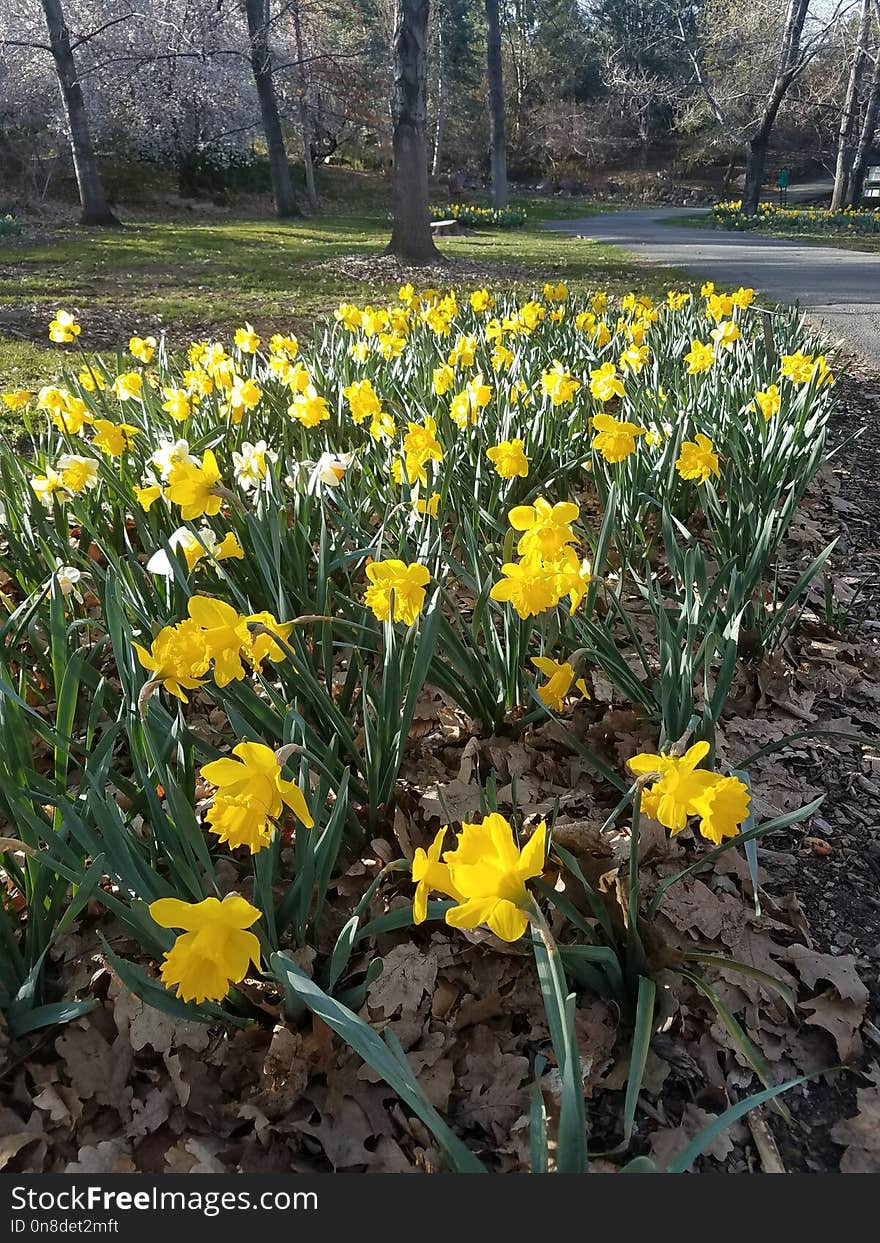 Flower, Plant, Yellow, Flowering Plant