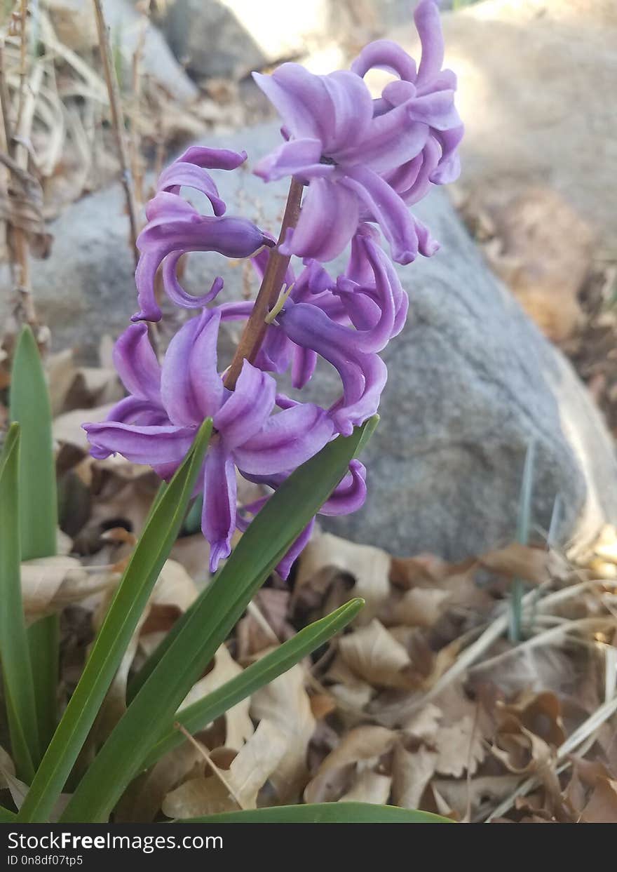 Flower, Plant, Flowering Plant, Flora