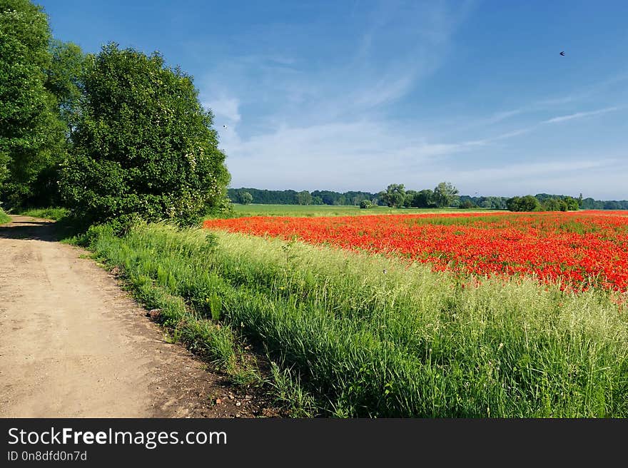 Field, Sky, Meadow, Road