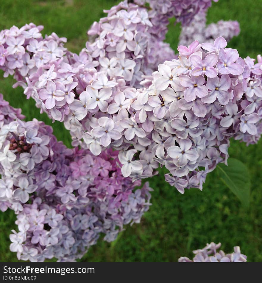 Flower, Lilac, Flowering Plant, Plant