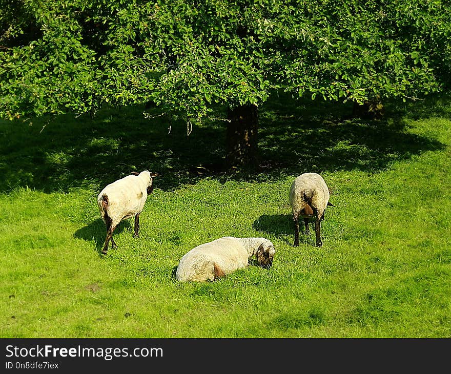 Grassland, Pasture, Grazing, Sheep