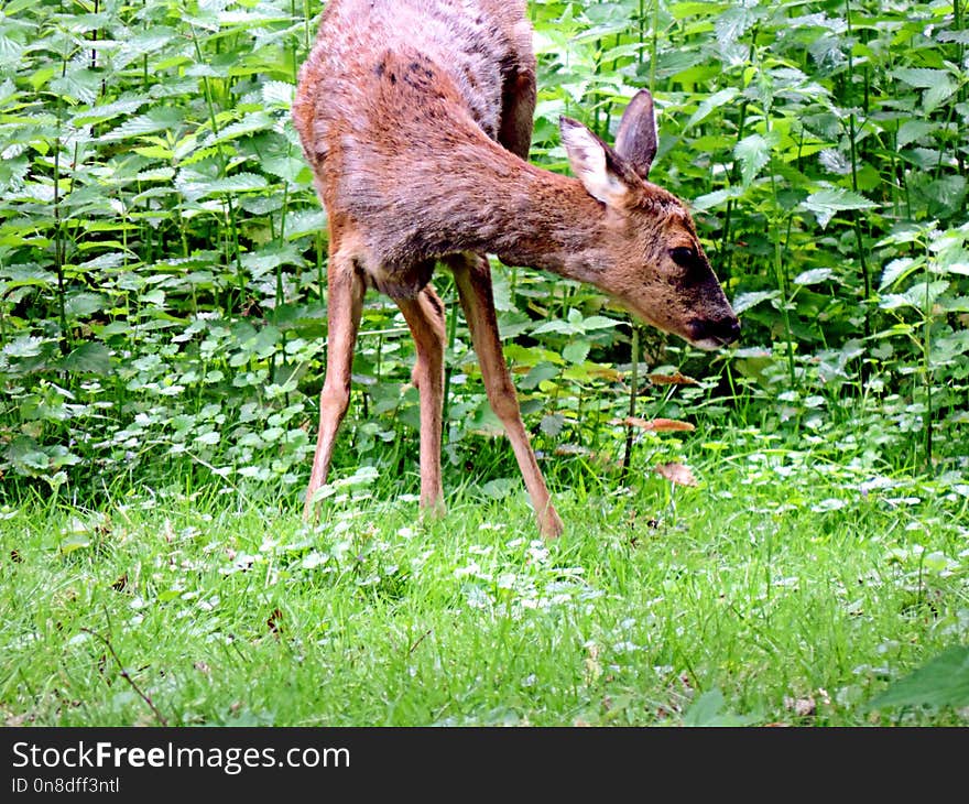 Wildlife, Deer, Fauna, Mammal