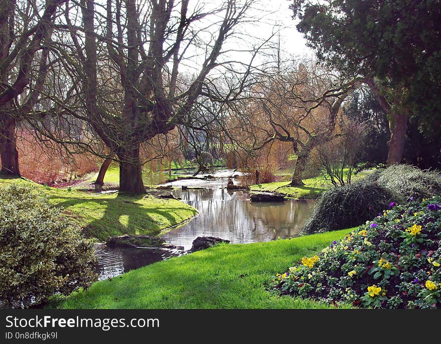 Water, Nature, Tree, Vegetation