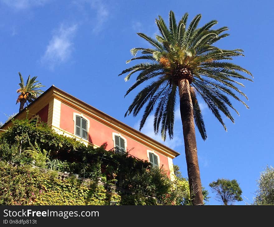 Sky, Palm Tree, Tree, Arecales