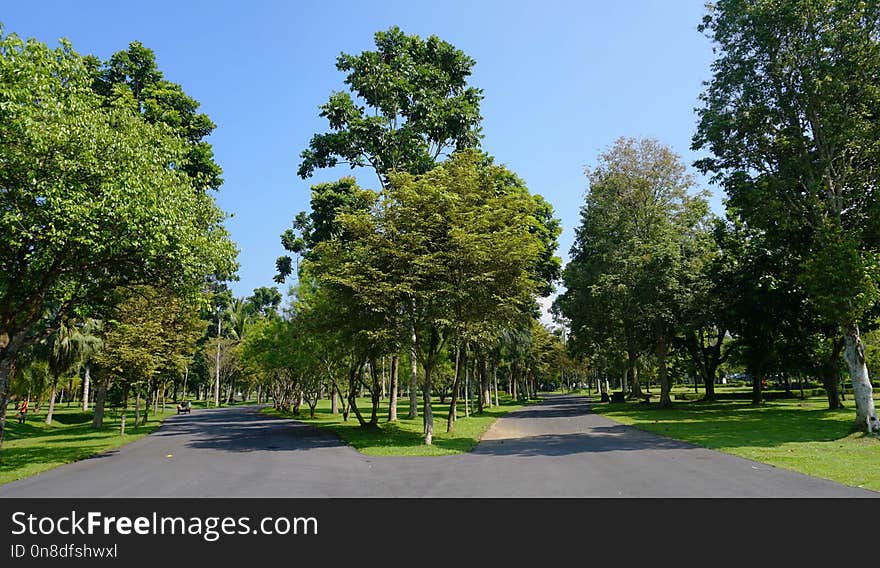 Tree, Sky, Park, Grove