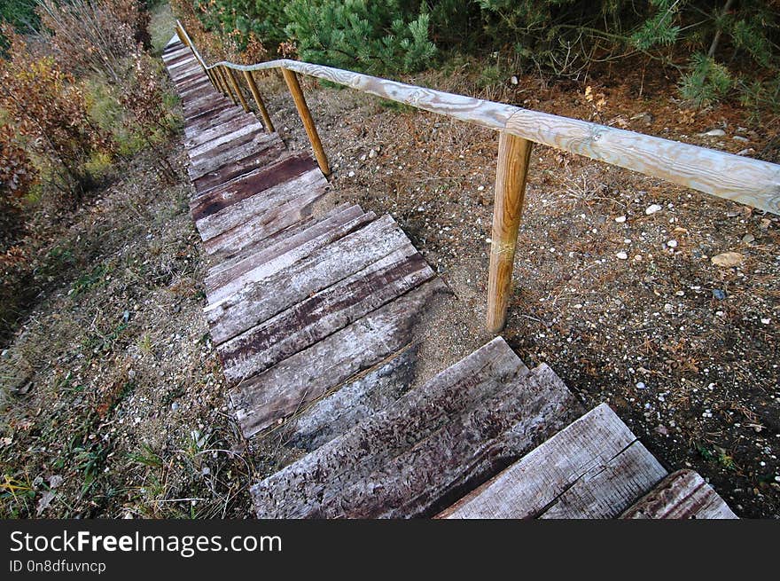 Path, Wood, Woodland, Walkway