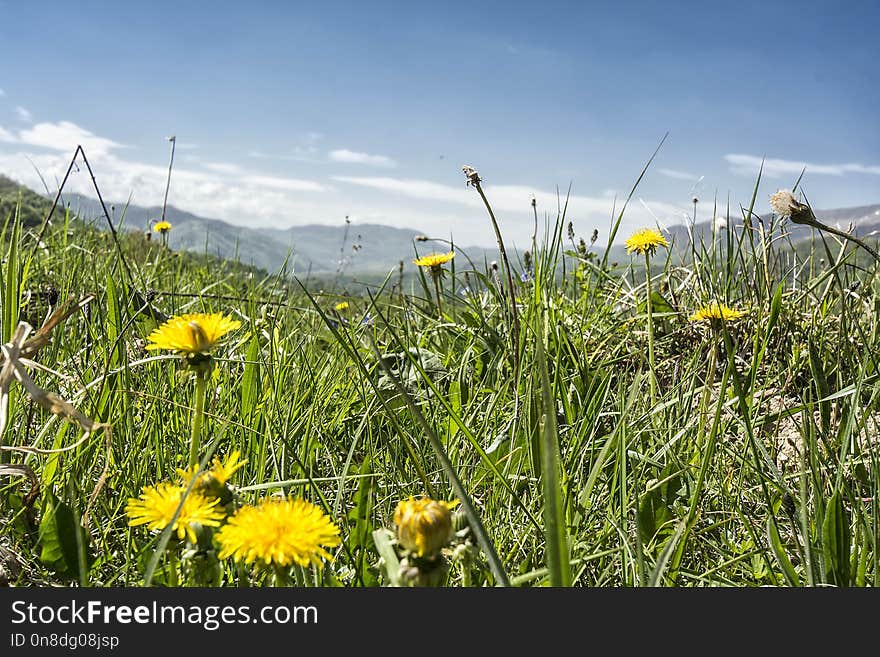 Flower, Ecosystem, Grassland, Yellow