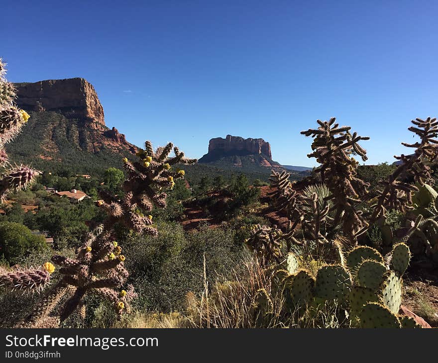 Vegetation, Wilderness, Ecosystem, Shrubland