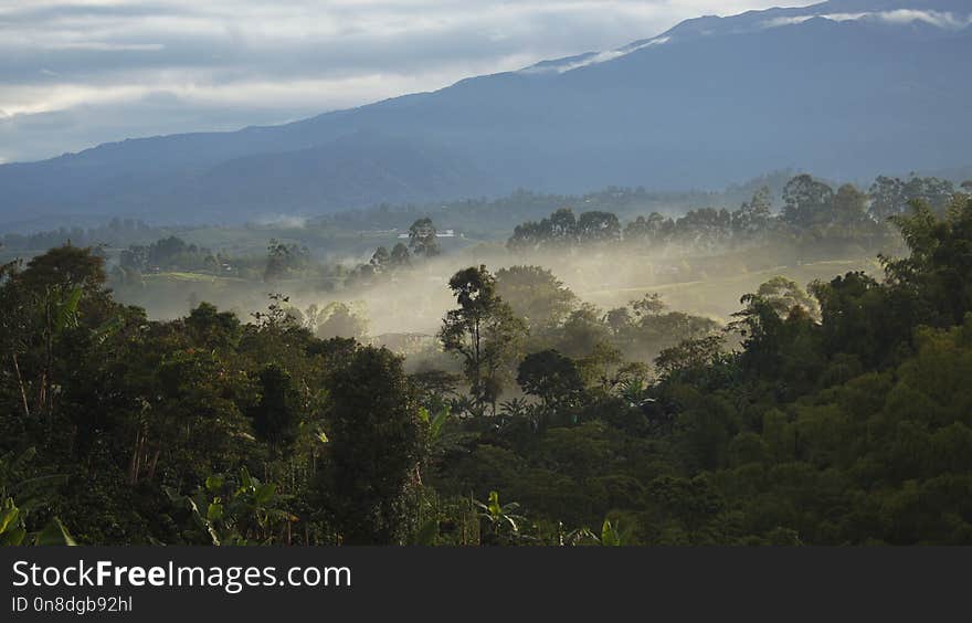 Vegetation, Mist, Sky, Nature Reserve