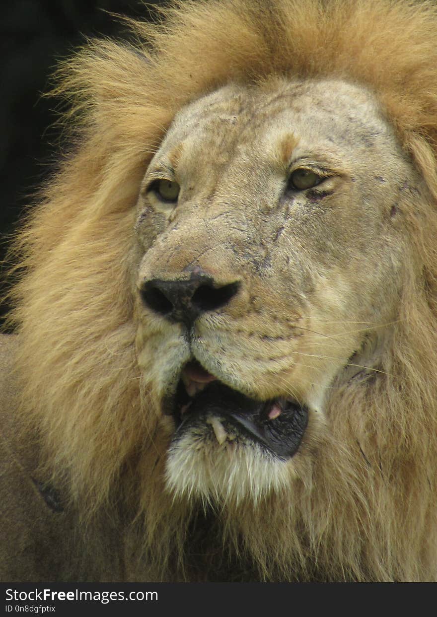 Wildlife, Lion, Mammal, Masai Lion