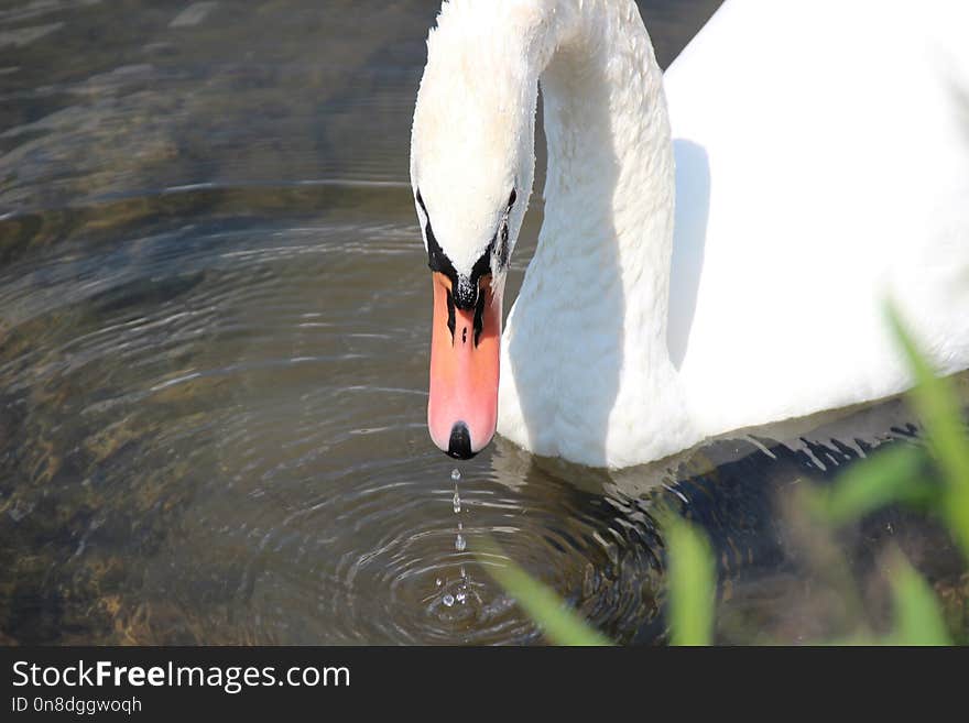 Bird, Swan, Water Bird, Beak