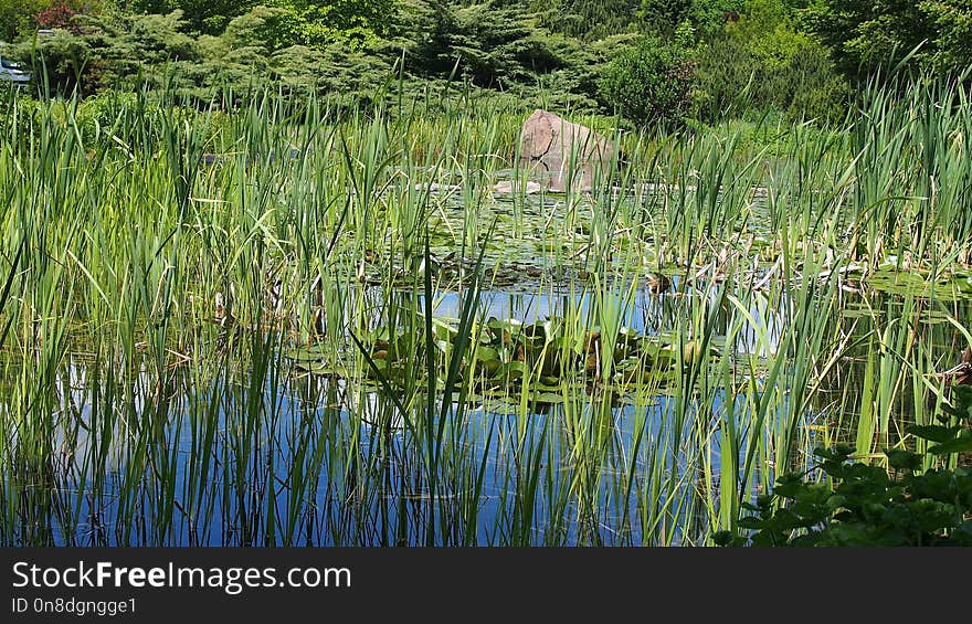 Vegetation, Ecosystem, Nature Reserve, Water