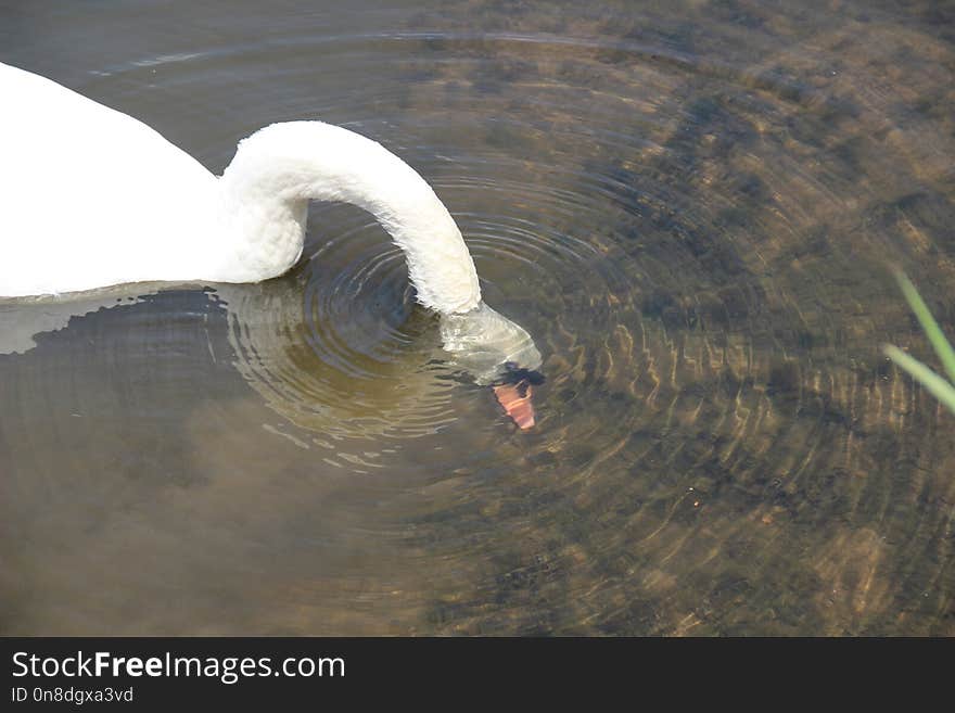 Swan, Bird, Water, Water Bird