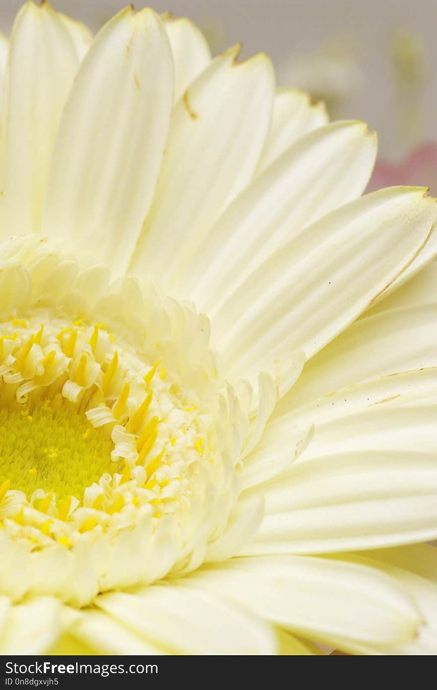 Flower, White, Yellow, Close Up