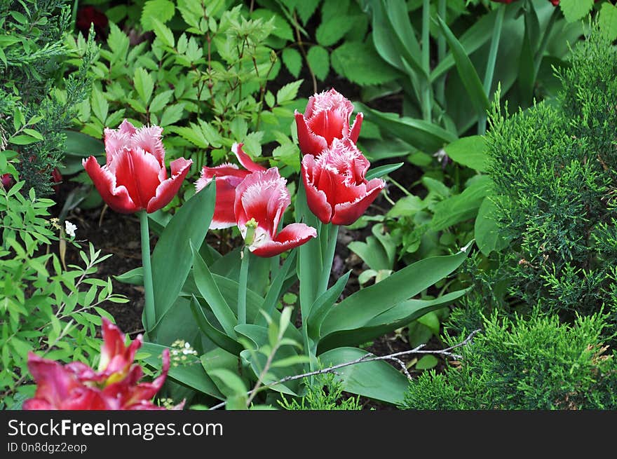 Plant, Flower, Flowering Plant, Tulip