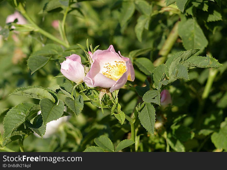 Flower, Rose Family, Plant, Rose