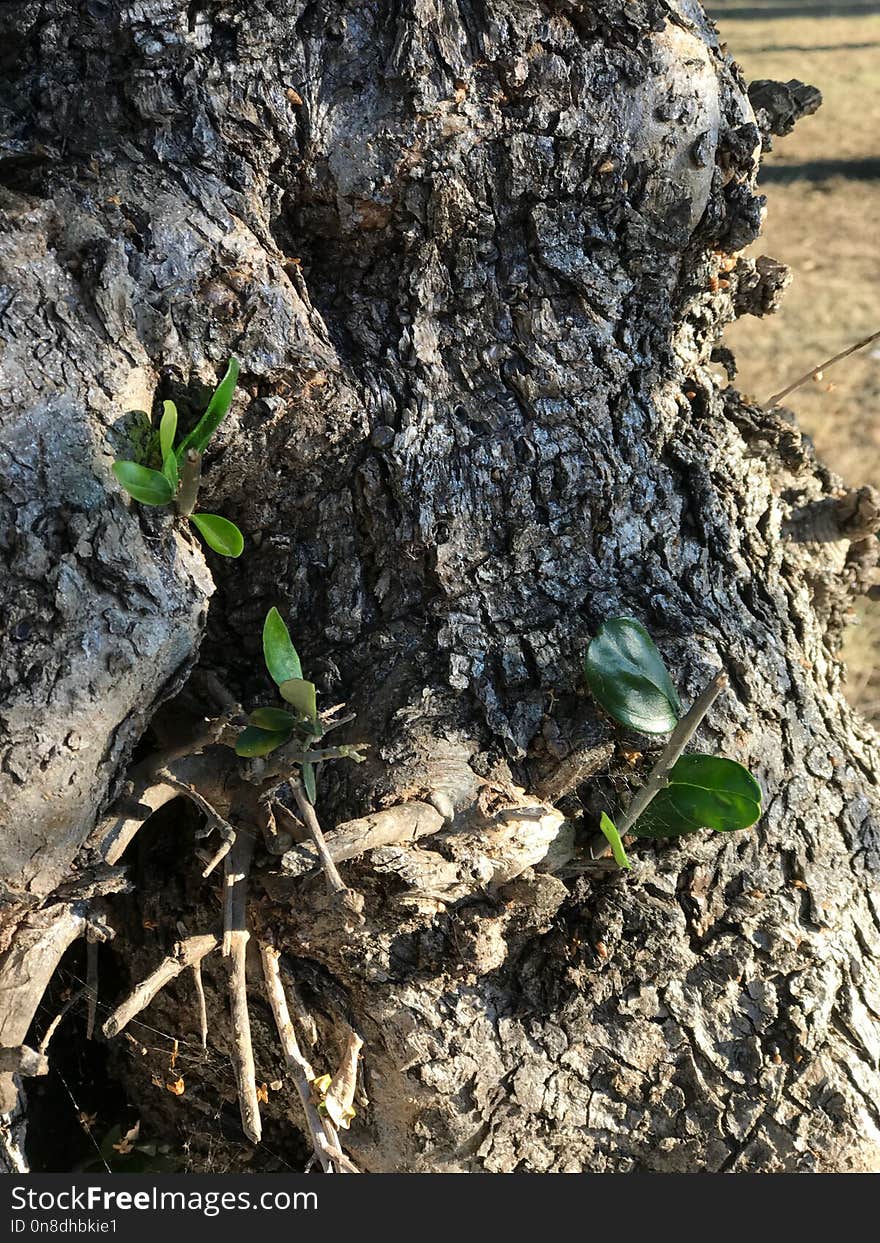 Plant, Tree, Soil, Trunk