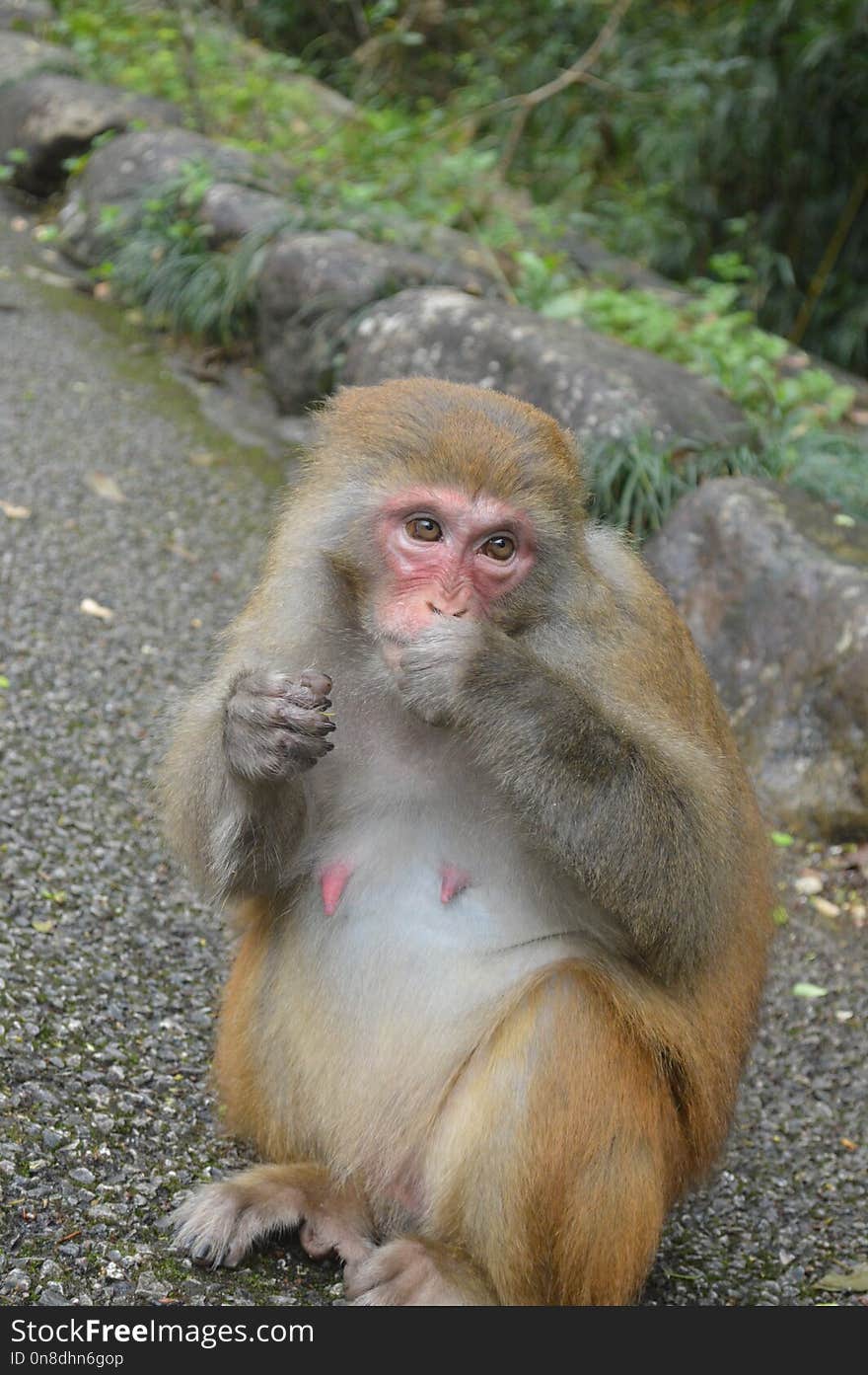 Macaque, Mammal, Fauna, Primate